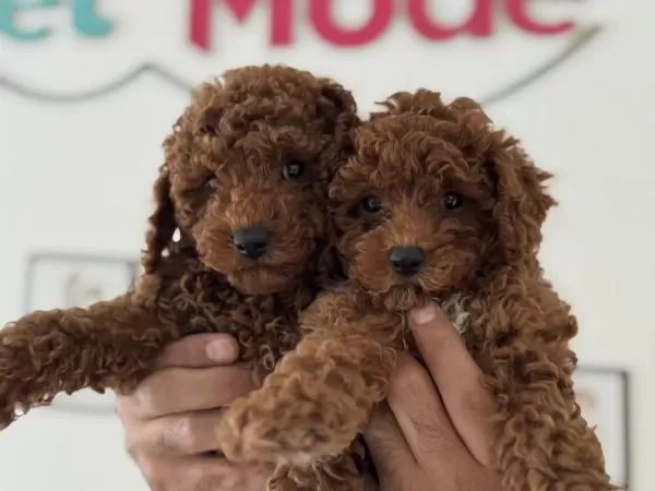 Yasal Ruhsatlı Çiftlikde Hazır 10 Adet Toy Poodle