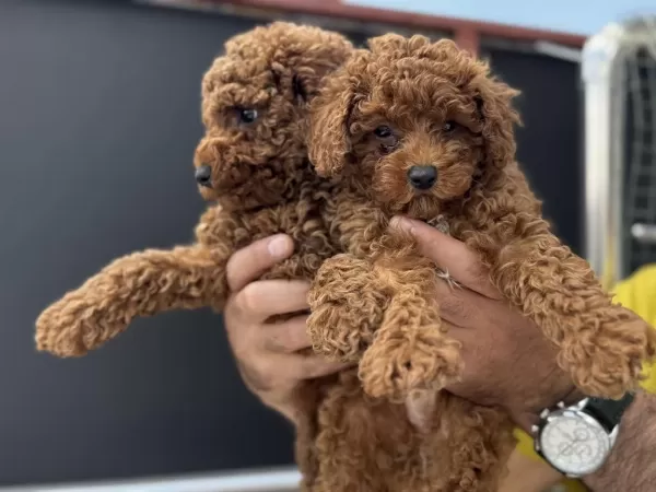 Yasal Ruhsatlı Çiftlikde Hazır 10 Adet Toy Poodle
