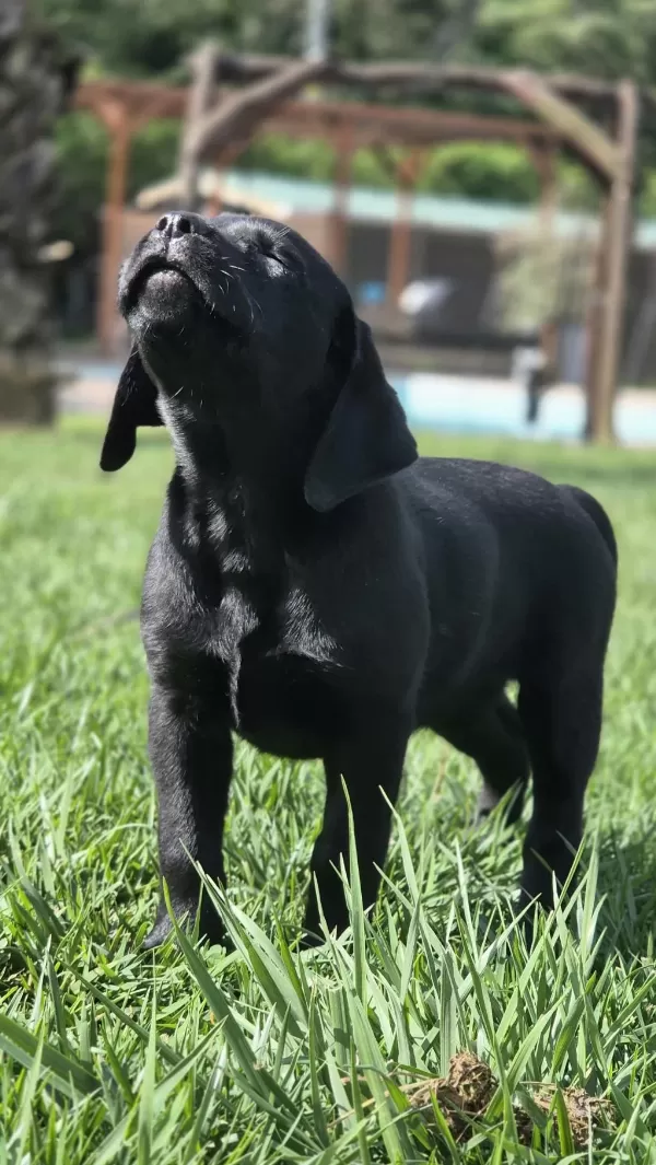 Üst Kalite Labrador Retriever Yavruları Muhteşem Formda