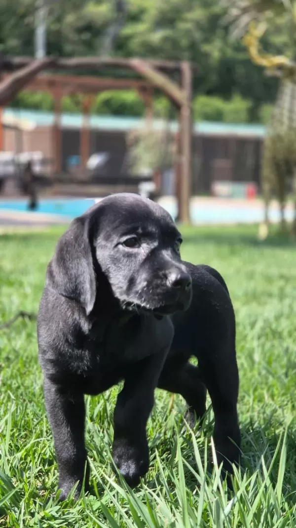 Üst Kalite Labrador Retriever Yavruları Muhteşem Formda