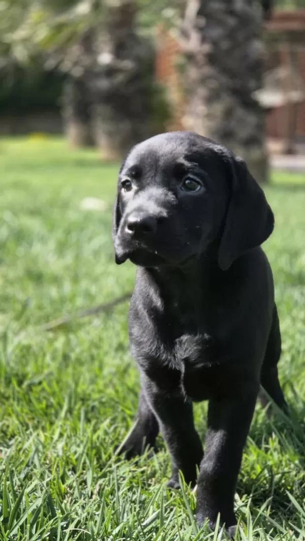 Üst Kalite Labrador Retriever Yavruları Muhteşem Formda