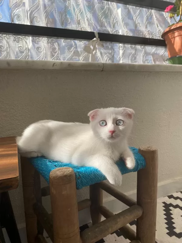 Scottish Fold Güzellikler