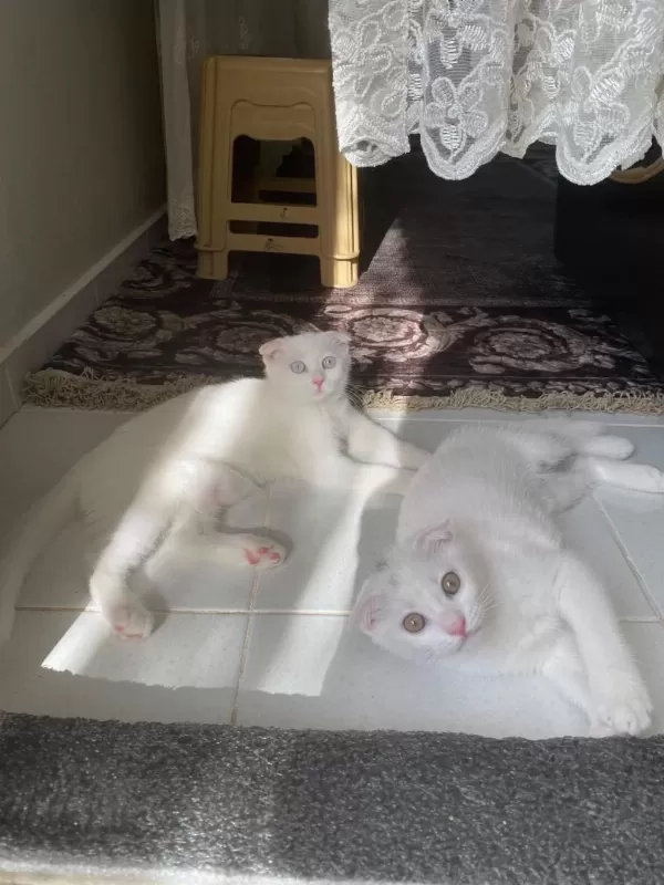 Scottish Fold Güzellikler