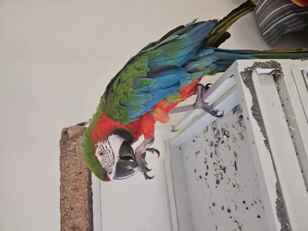 Kafesiyle Birlikte Rubygold Hibrit Macaw