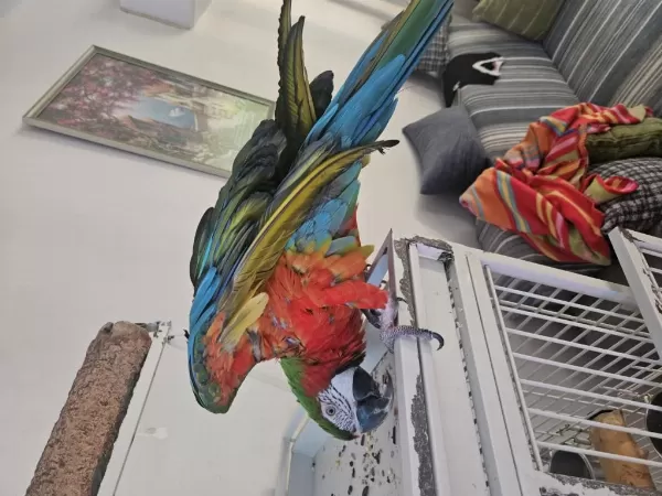 Kafesiyle Birlikte Rubygold Hibrit Macaw