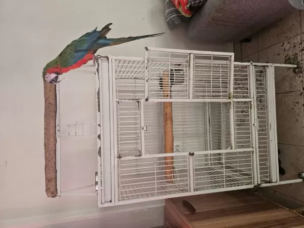 Kafesiyle Birlikte Rubygold Hibrit Macaw