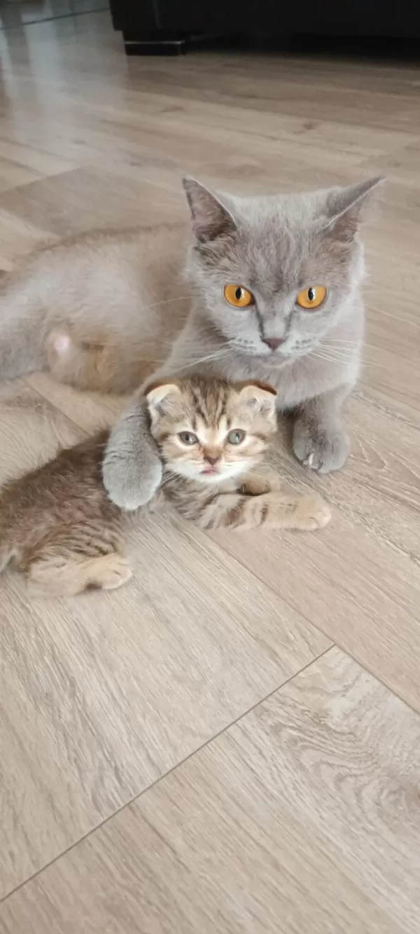 Scottish Fold Kızımız Yeni Yuvasına Gitmeye Hazır