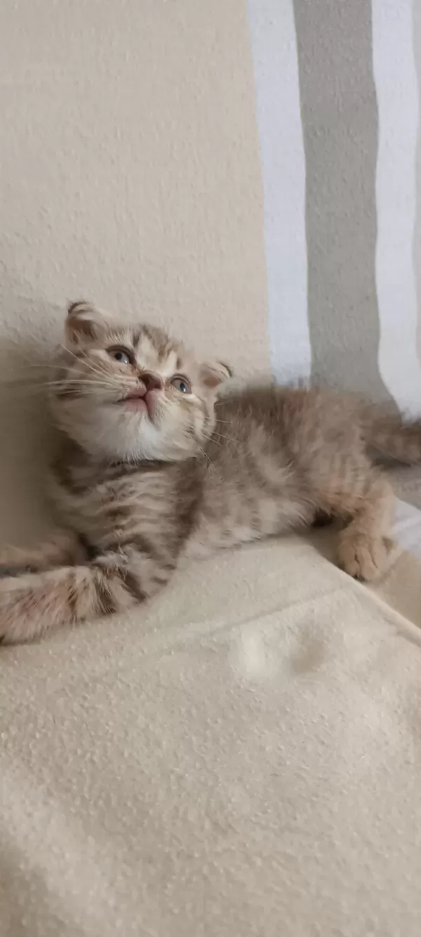 Scottish Fold Kızımız Yeni Yuvasına Gitmeye Hazır