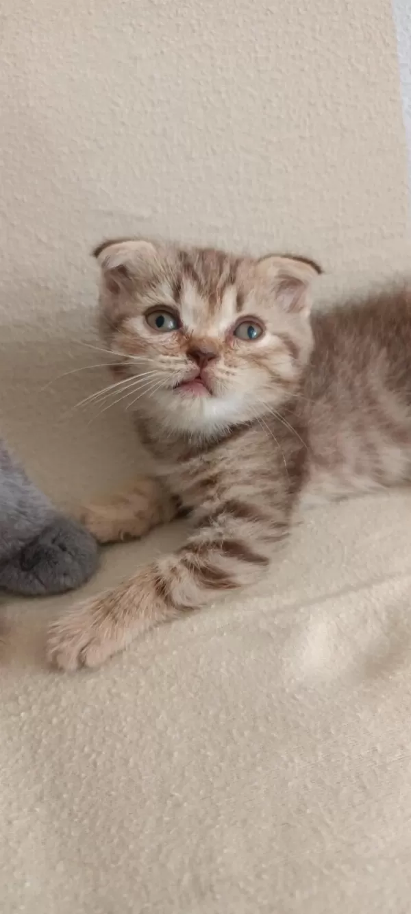 Scottish Fold Kızımız Yeni Yuvasına Gitmeye Hazır