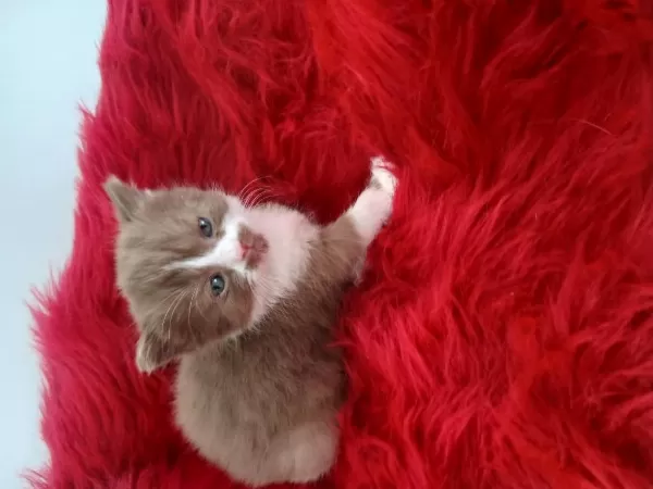 Çikolata British Shorthair Cinnemon Bicolor Ve Fawn