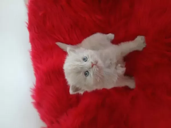 Çikolata British Shorthair Cinnemon Bicolor Ve Fawn