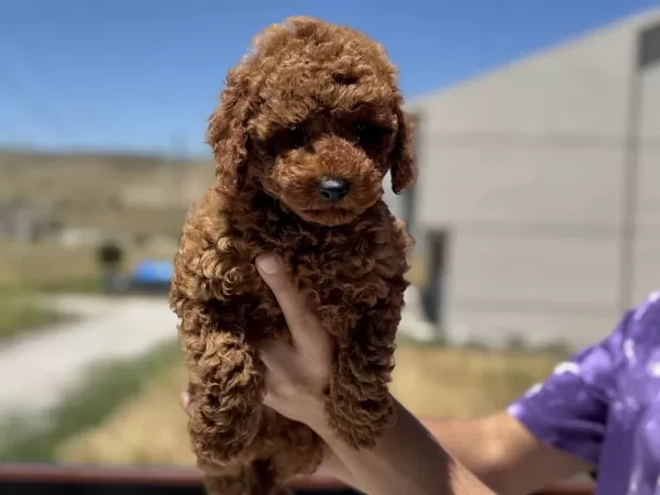 Show Kalite Redbrown Kore Toy Poodle Yavrularımız