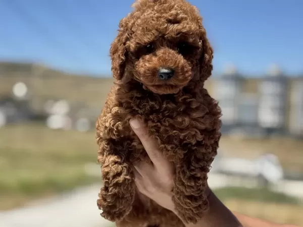 Show Kalite Redbrown Kore Toy Poodle Yavrularımız