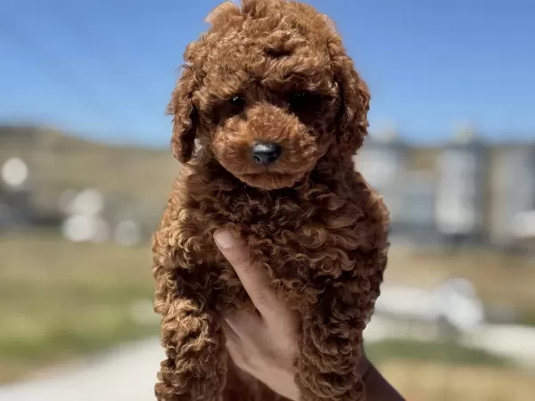 Show Kalite Redbrown Kore Toy Poodle Yavrularımız
