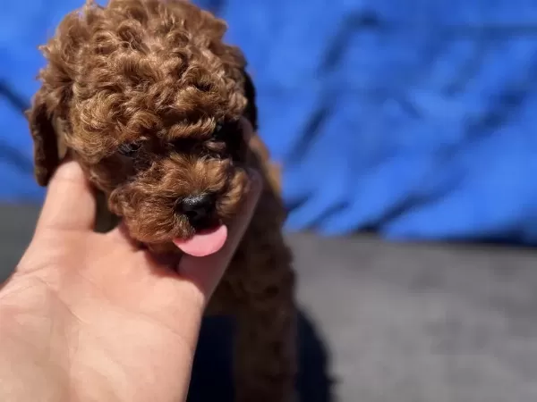 Show Kalite Redbrown Kore Toy Poodle Yavrularımız