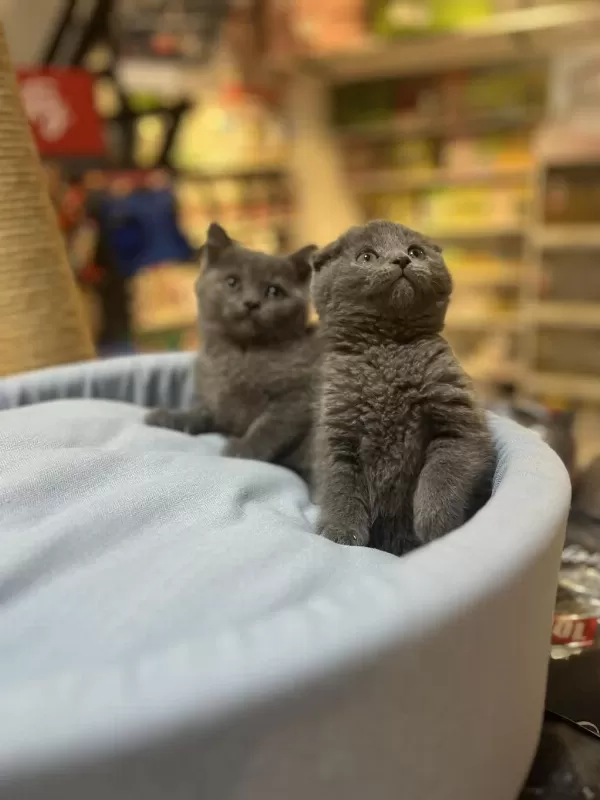 Muhteşem Tam Kapali Kulak Scottish Fold