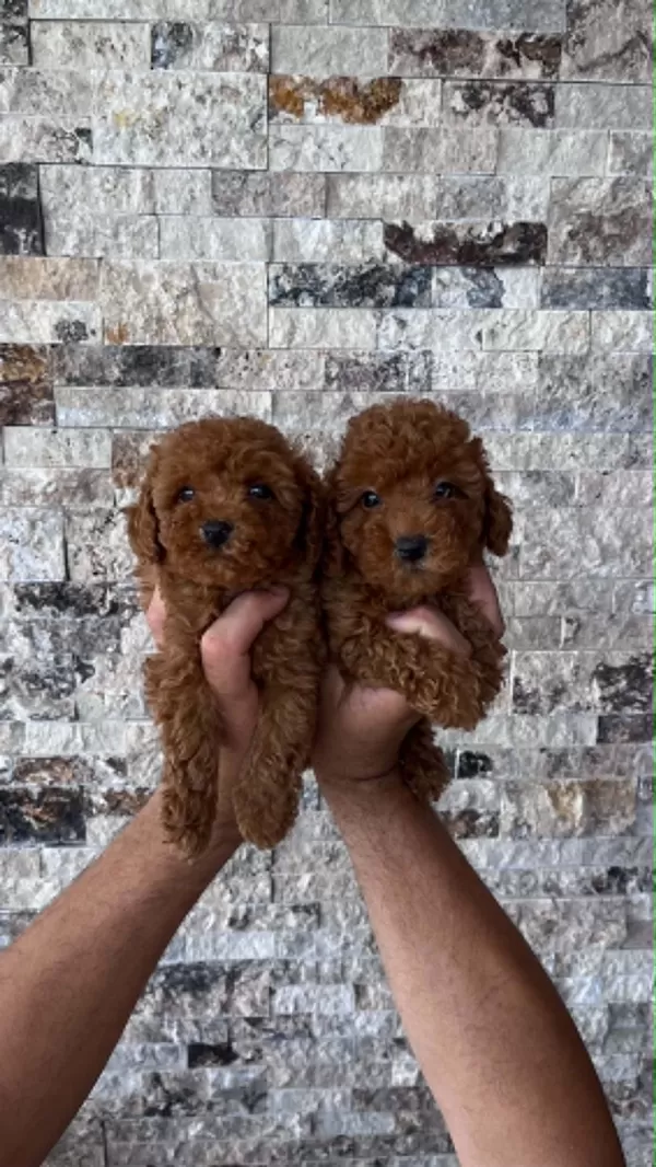 Show Cllas Red Brwon Bebek Yüz Toy Poodle Yavrular