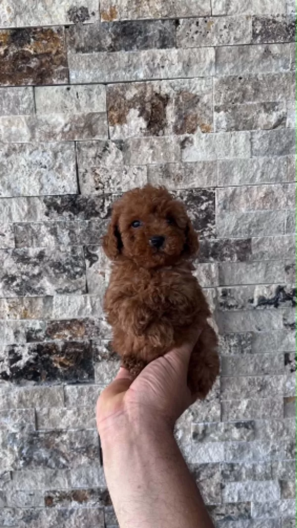 Show Cllas Red Brwon Bebek Yüz Toy Poodle Yavrular