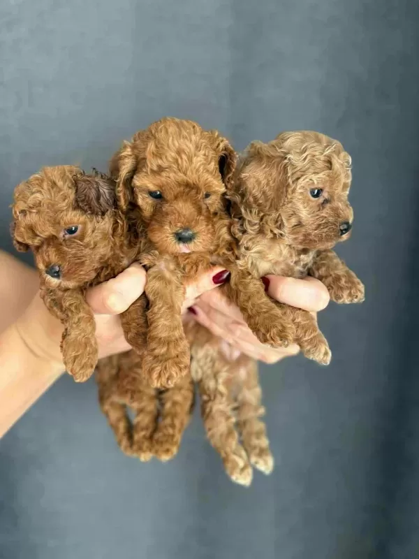 Orjinal Red Brown Baby Face Toy Poodle Yavrular