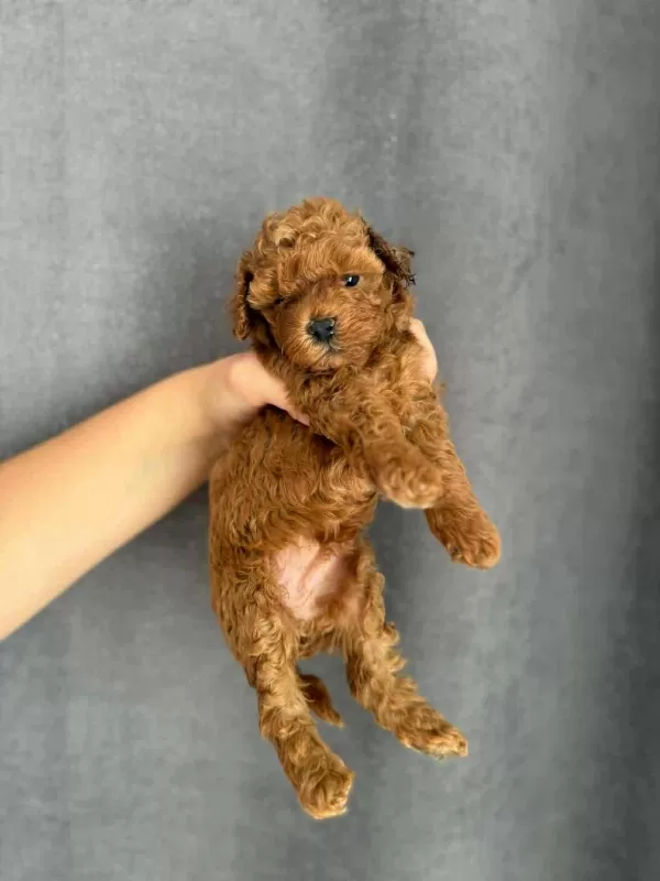 Orjinal Red Brown Baby Face Toy Poodle Yavrular
