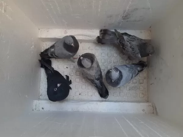 Dert Toplu İster Tek Sahibinden Güzel Kuşlar