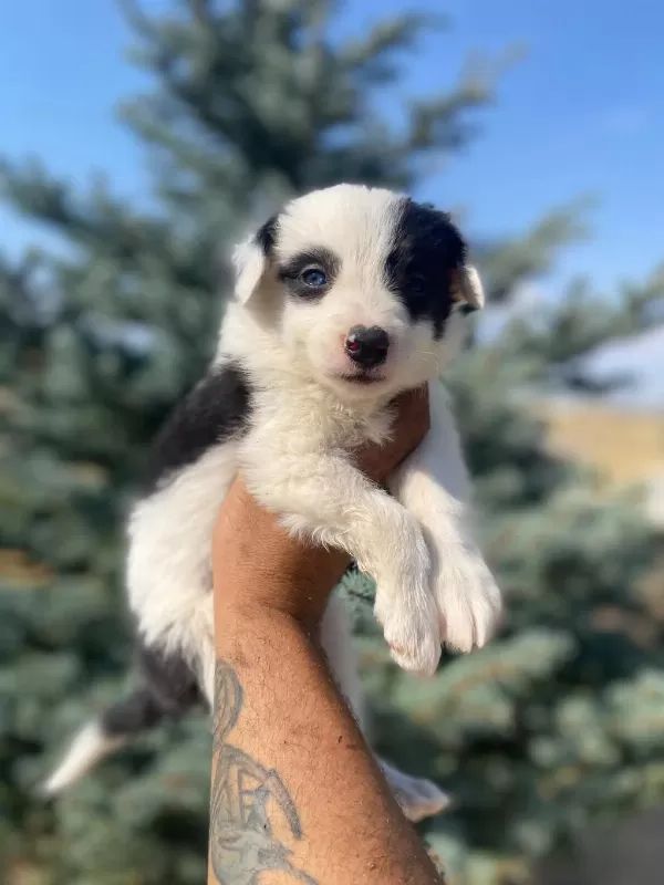 Ankaranın En Kaliteli Border Collie Yavruları