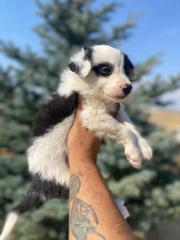 Ankaranın En Kaliteli Border Collie Yavruları