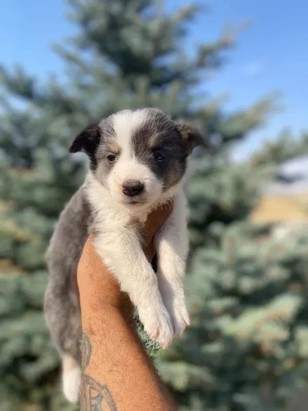 Ankaranın En Kaliteli Border Collie Yavruları