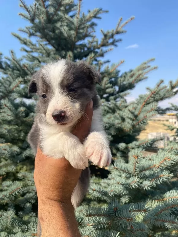 Ankaranın En Kaliteli Border Collie Yavruları