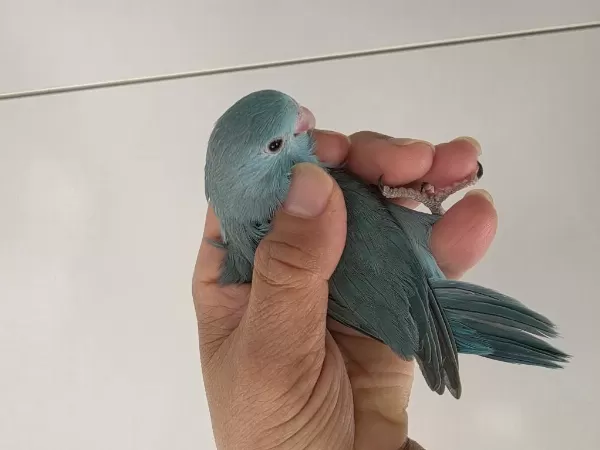 Sağlıklı Forpus Dişi Yavru