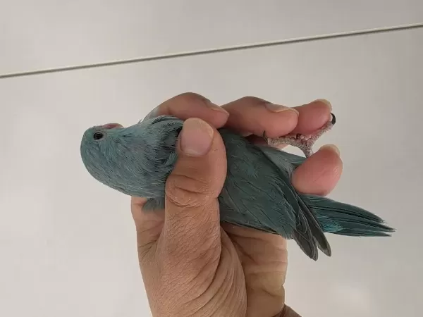 Sağlıklı Forpus Dişi Yavru