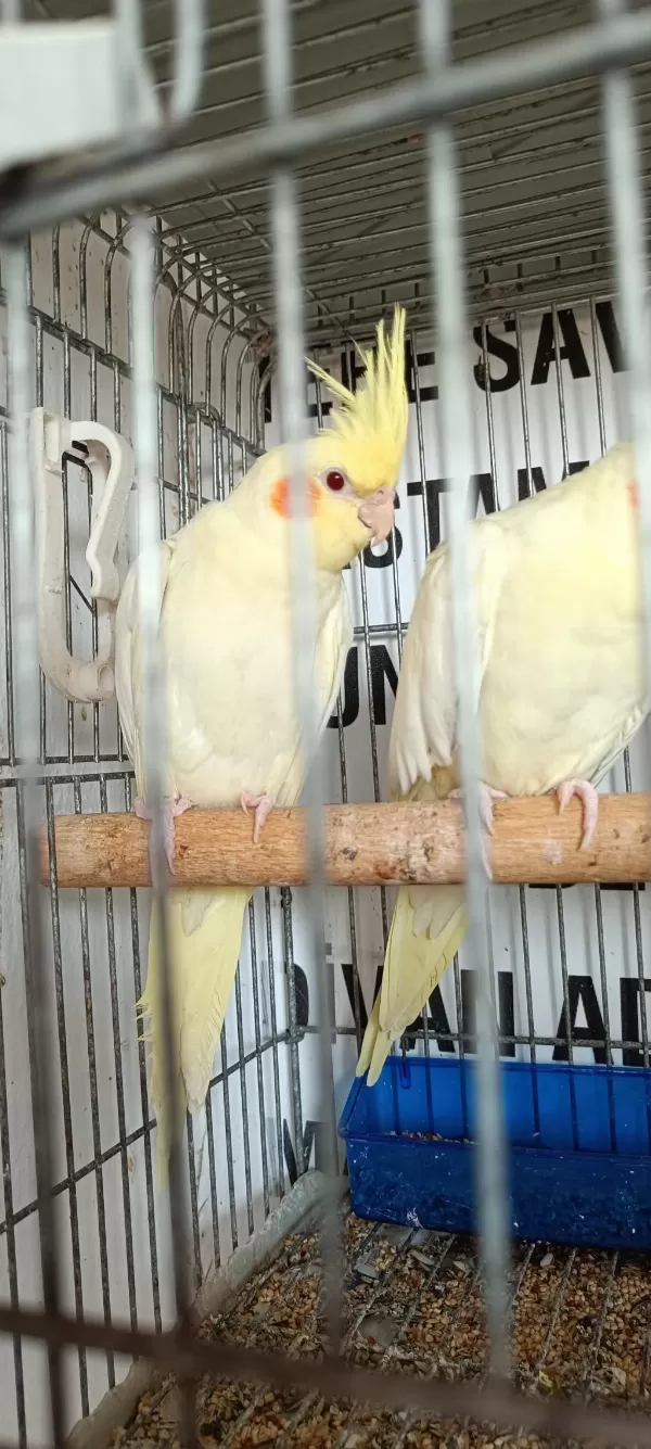 Kendi Anaç Kuşlarım Yavruları Erkek Dişi Tahmini Verilir