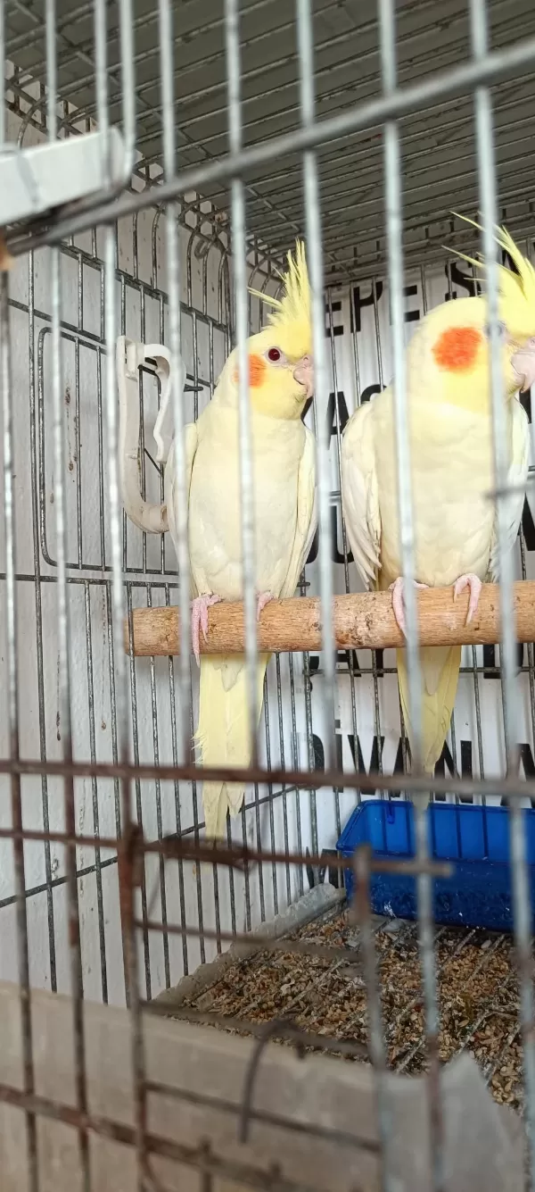 Kendi Anaç Kuşlarım Yavruları Erkek Dişi Tahmini Verilir