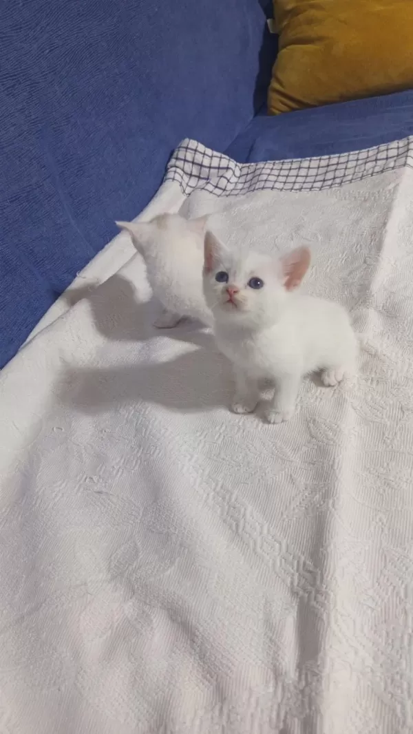 Beyaz British Shorthair Yavrularım