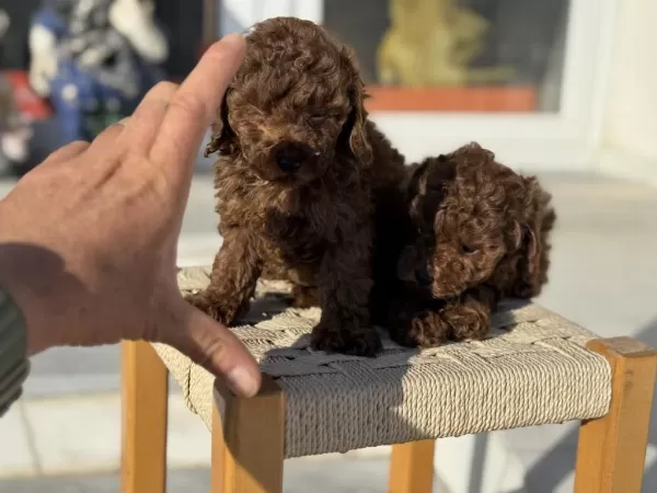 Petmode Köpek Çiftliğinden Tea Cup Kore Poodle