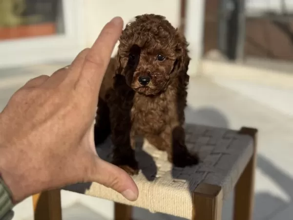 Petmode Köpek Çiftliğinden Tea Cup Kore Poodle