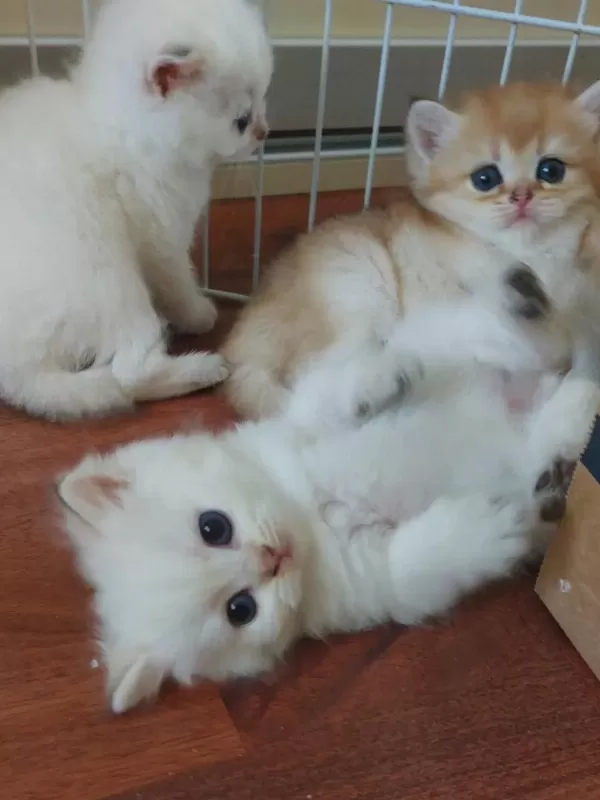 Ny 24 Ny 1112 Safkan British Shorthair