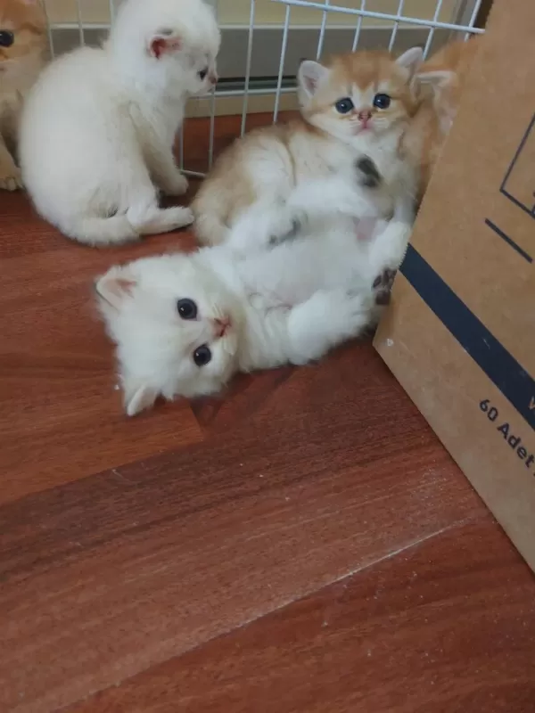 Ny 24 Ny 1112 Safkan British Shorthair