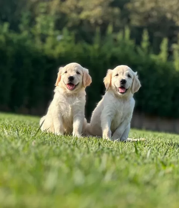 Golden Retriever Yavruları Çiftlikten