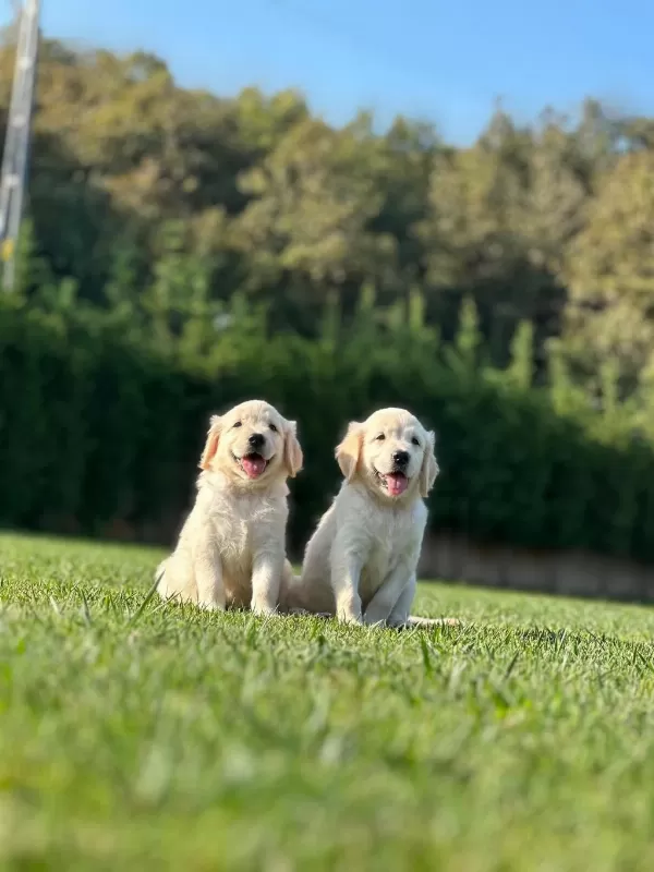 Golden Retriever Yavruları Çiftlikten