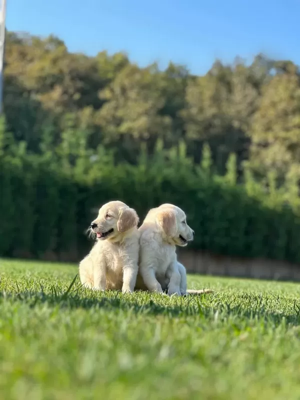 Golden Retriever Yavruları Çiftlikten