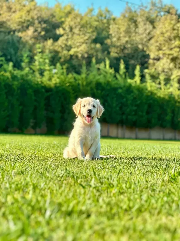 Golden Retriever Yavruları Çiftlikten