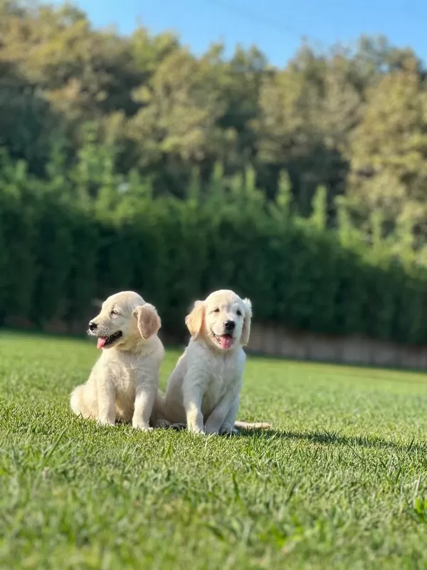 Golden Retriever Yavruları Çiftlikten