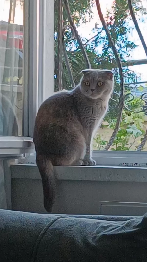 Scottish Fold Kedimiz