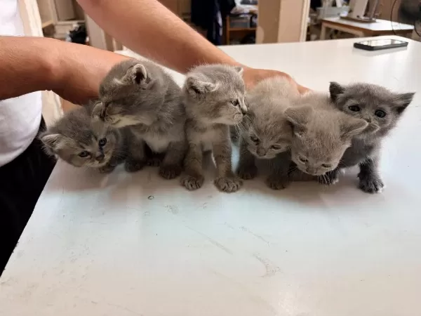 Kedilerimiz Yeni Yuvaları Arıyorlar