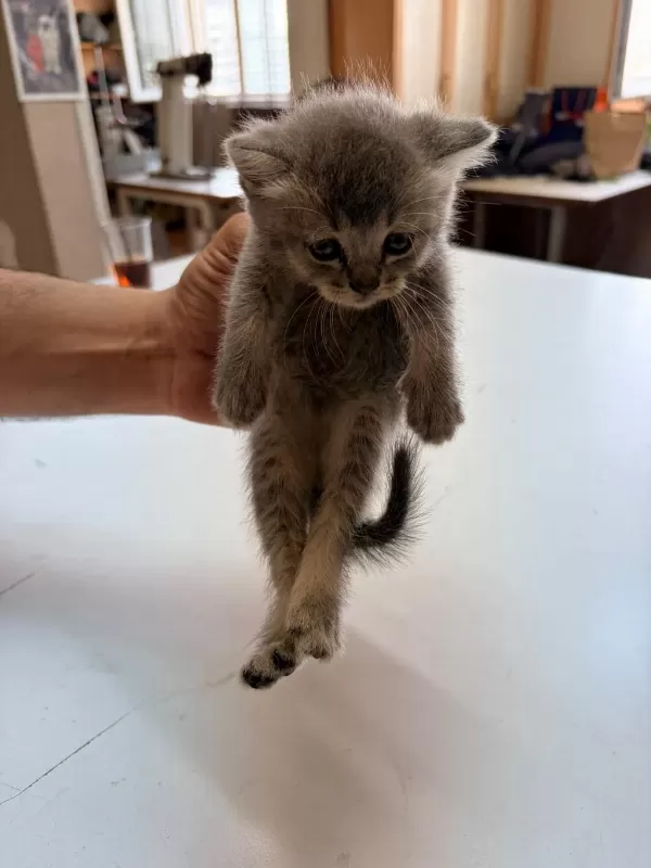 Kedilerimiz Yeni Yuvaları Arıyorlar