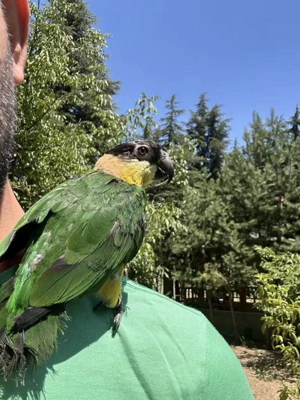 Evcil Kayık Papağanı Kafesi İle Birlikte