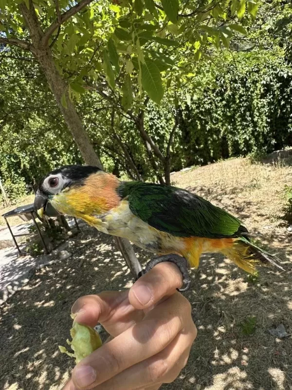 Evcil Kayık Papağanı Kafesi İle Birlikte