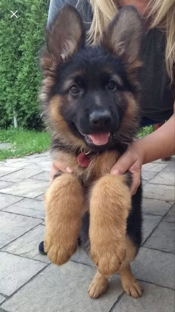 K9 Alman Kurdu Yavrularimiz
