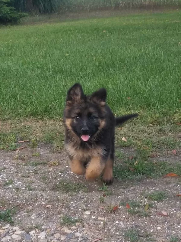 K9 Alman Kurdu Yavrularimiz
